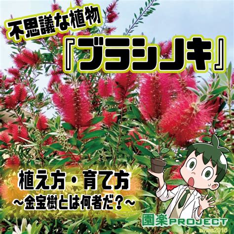 水和木|ベニカナメ (レッドロビン）にゴマ状の斑点が！これ。